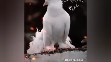 کفتر کبوتر