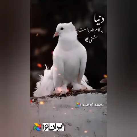 کفتر کبوتر