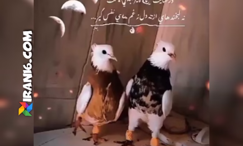 کفتربازی