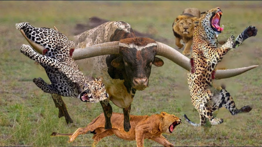 40546895-2901-b__1460