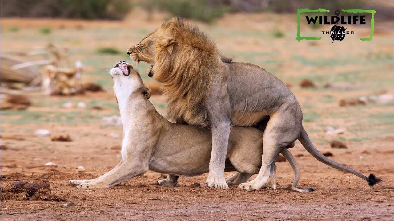 جفتگیری شیر