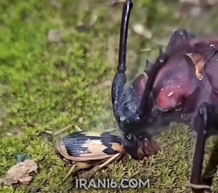 -حشره تیرانداز