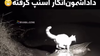 گربه اسنپ تمساح