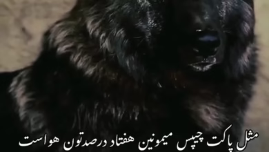 گرگ