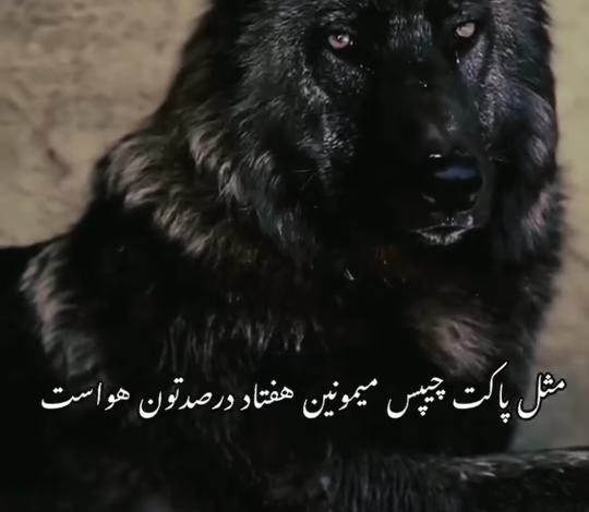 گرگ