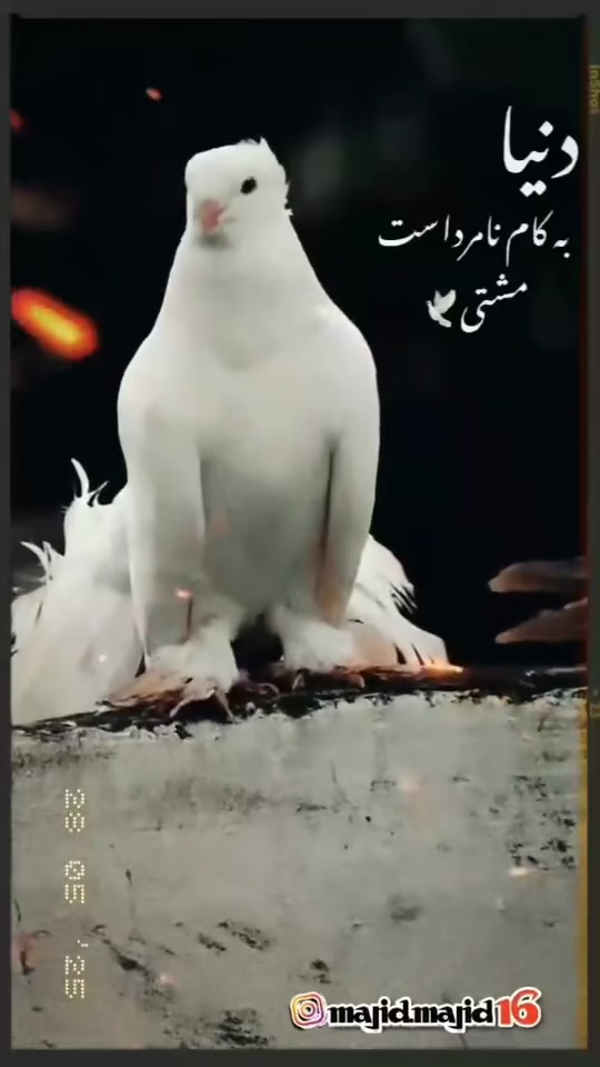 VideoCapture_20250831-125422