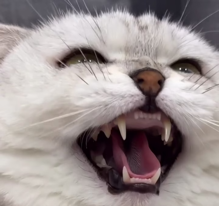 VideoCapture_۲۰۲۵۰۸۰۹-۲۲۴۰۲۳