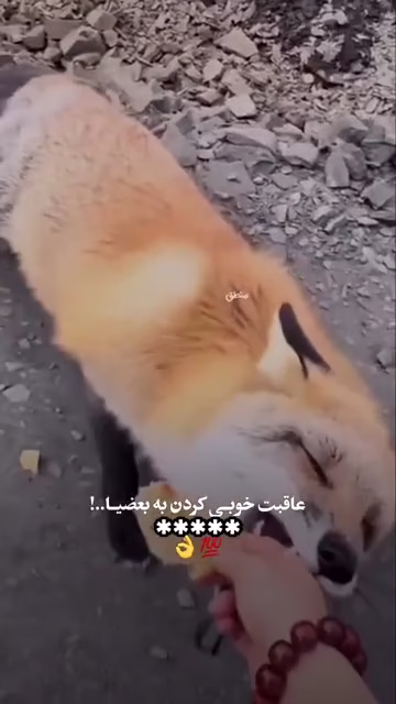 روباه نامرد