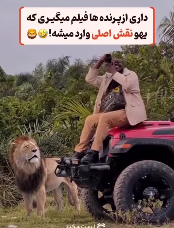 رویارویی شیر با عکاس
