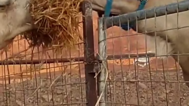 camel