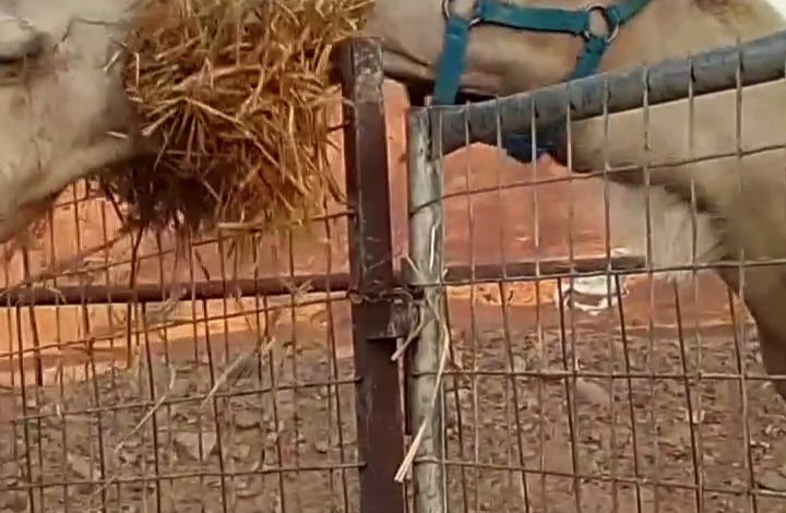 camel