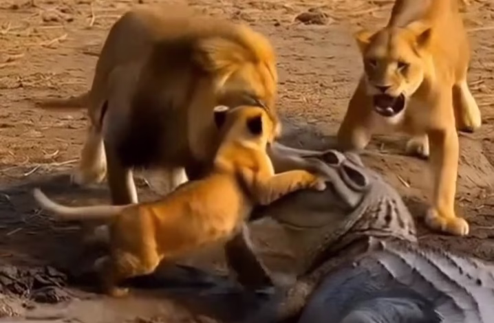 لحظات نفس گیر نجات توِه شیر از دهان کروکودیل بوسیله پدر و مادرش 1 نجات توله شیر از دندآن های کروکودیل پدر مادر