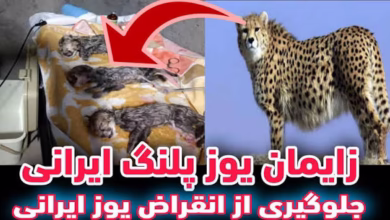 زایمان یوزپلنگ ایرانی لحظه تولد بچهها 2 images (1)
