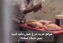 تزریق آب به مرغ