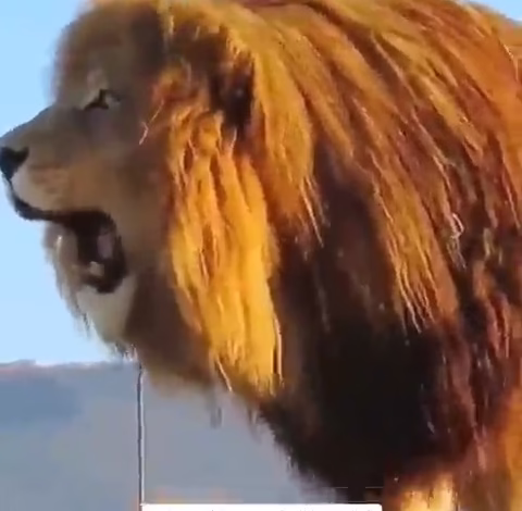 غرش شیر