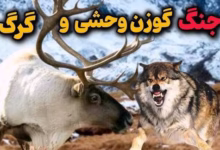 نبرد خونین گرگ با گوزن وحشی به نظرت کدوم حیوان برنده میشه 1 images