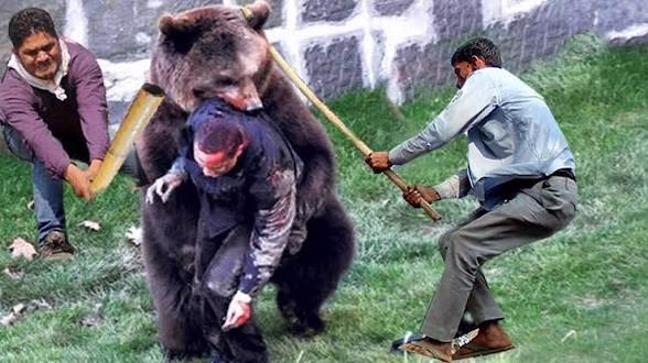 حیوانات وحشی _ حمله وحشتناک _ خرس گلوی توریست را گاز میگیرد _ قدرت ترسناک خرس ها