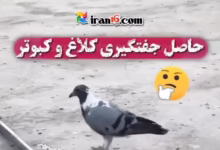 جفتگیری کفتر و کلاغ