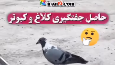 جفتگیری کفتر و کلاغ