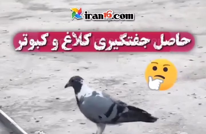 جفتگیری کفتر و کلاغ