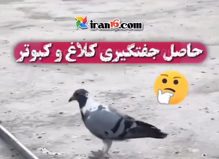 جفتگیری کفتر و کلاغ