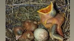 ‪میکس خنده دار با صدای بهروز وثوقی قیصر روی جوجه