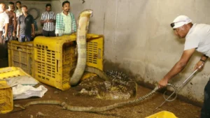 66729865-4575-l__9299