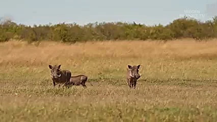 68473485 8056 l 1189