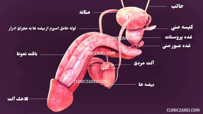 اندازه طبیعی آلت تناسلی مردان و اهمیت در رابطه جنسی + عکس اندازه ایده آل 4 istockphoto 851639798 612x612111 1