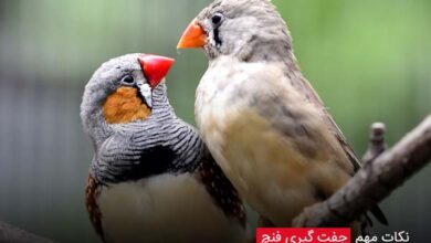 نکات مهم جفت گیری فنچ
