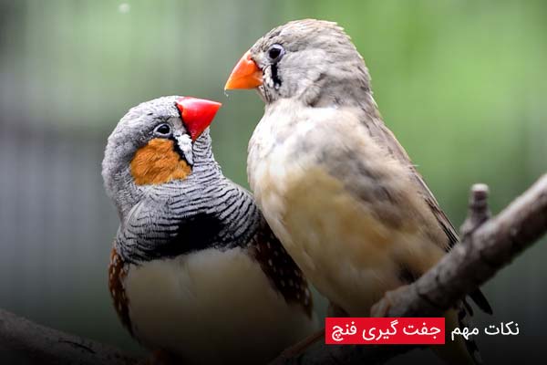 نکات مهم جفت گیری فنچ