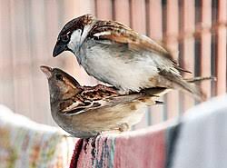 images 3 2