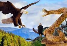 images 4 1