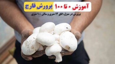 آموزش صفر تا صد پرورش قارچ در منزل اتاق 12 متری سالن