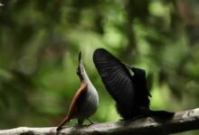 images 1 2