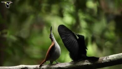 images 1 2