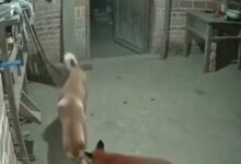 روباه و سگ ،خیانت سگ نگهبان به مرغ ها بخاطر استخوان 2 VideoCapture ۲۰۲۶۰۷۰۴ ۰۴۰۵۴۴