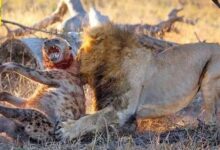 خطرناک ترین جنگ و درگیری حیوانات وحشی 3 images 10