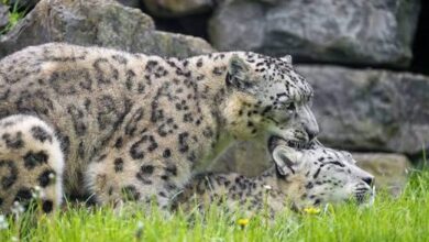 images 2 1