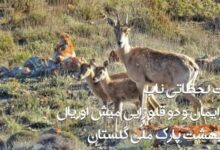 images 4 1