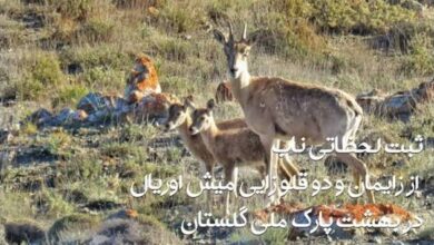لحظاتی داغ از زایمان و دو قلو زایی میش اوریال 3 images 4 1