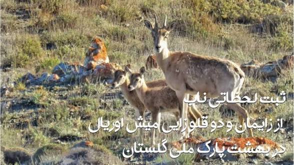 images 4 1