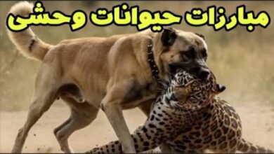 images 9